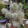 Cumulopuntia_sphaerica_1